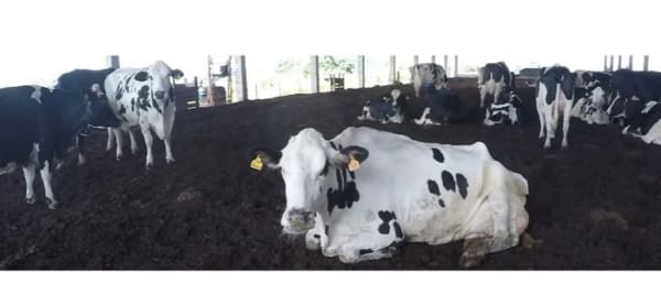 Senar lança curso sobre sistema de criação de vacas leiteiras