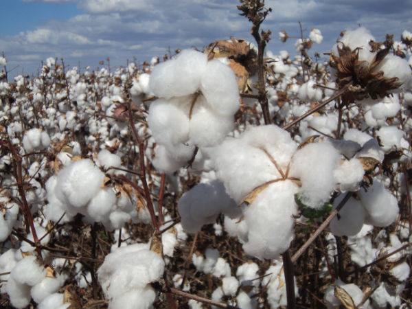 Brasil tentara conquistar o titulo mundial de exportacao de algodao