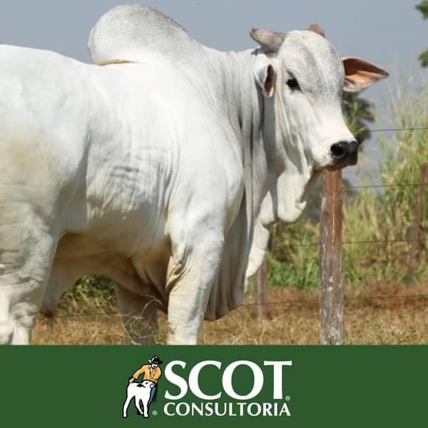 Scot Consultoria: Sobe a cotação do boi gordo e da novilha gorda em São Paulo