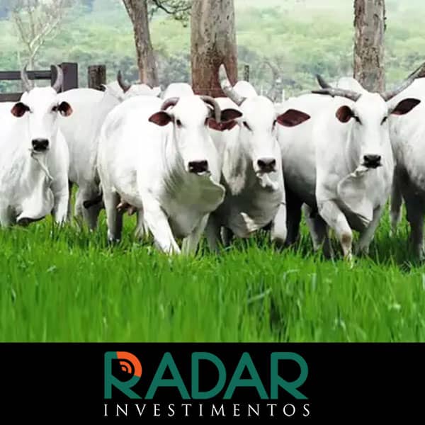 Radar Investimentos: Cotações do boi gordo ficaram estáveis em boa parte do Brasil