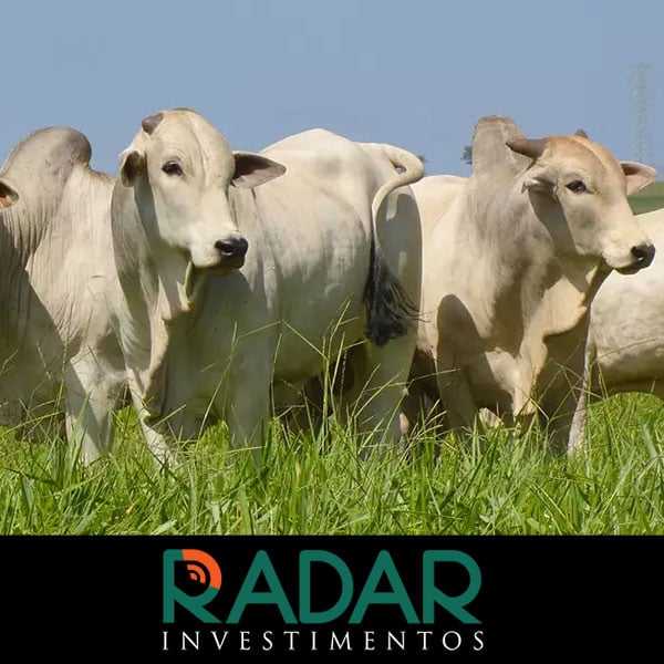 Radar Investimentos: Frigoríficos conseguiram alongar um pouco mais as escalas de abate