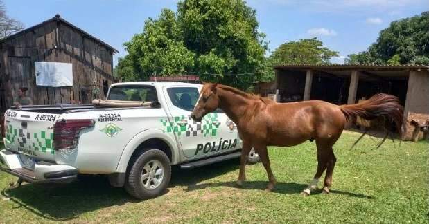 Mulher busca viralizar nas redes sociais, dá cerveja a cavalo e é multada | Brasil