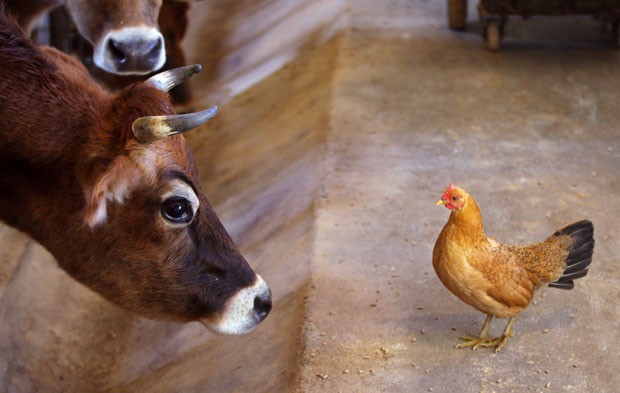 Brasil tem 9 vezes mais gado e galinha do que gente; mapa mostra quantos são na sua cidade