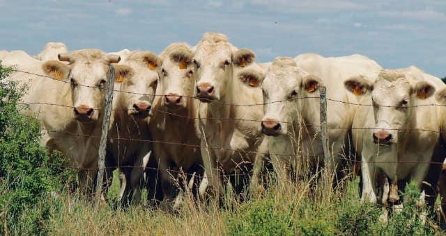 O rebanho bovino nacional aumentou 31 em 2021 – Money