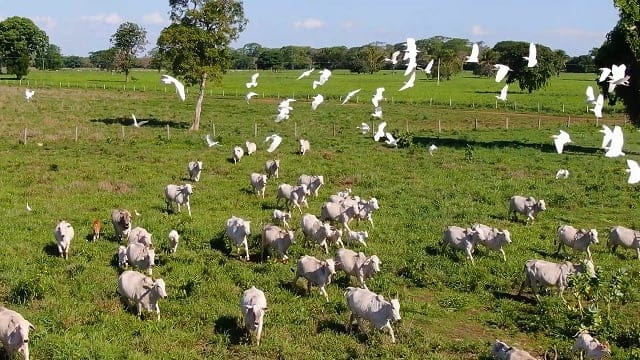 MT Sustentável pantanal mato grosso pecuária gado pecuária pantaneira