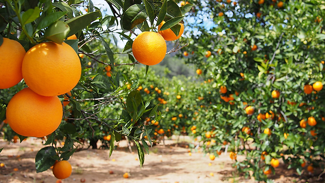 Safra estadual de citrus é oficialmente aberta no RS