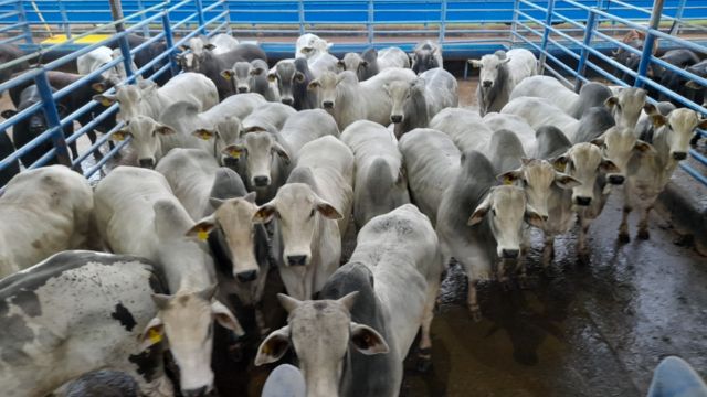 Boitel é estratégia de pecuaristas para fazer gado ultrapassar 22@ em SP Rondônia pecuária