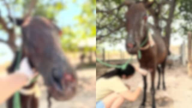 Cavalo é resgatado após ter corpo queimado em União | Piauí