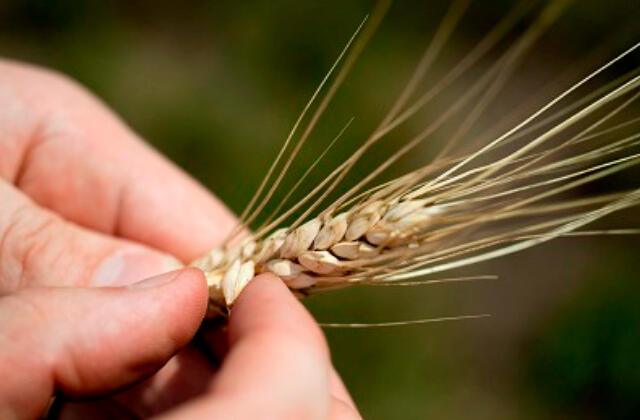 Cultivar da Embrapa para trigo safrinha no Cerrado e apresentada