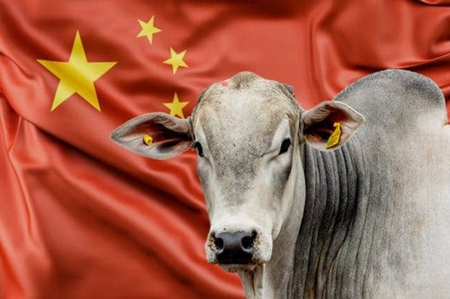 Boi China Iguala gado "comum" e Tudo Fica Instável