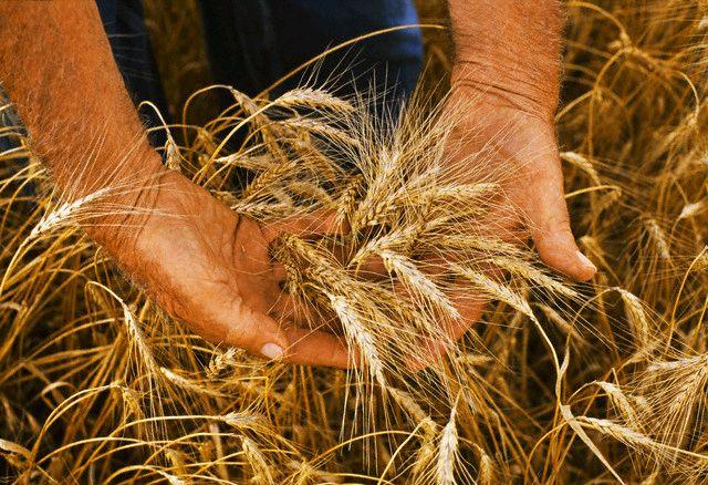 Opcao de diversificacao trigo safrinha comeca a ser plantado no