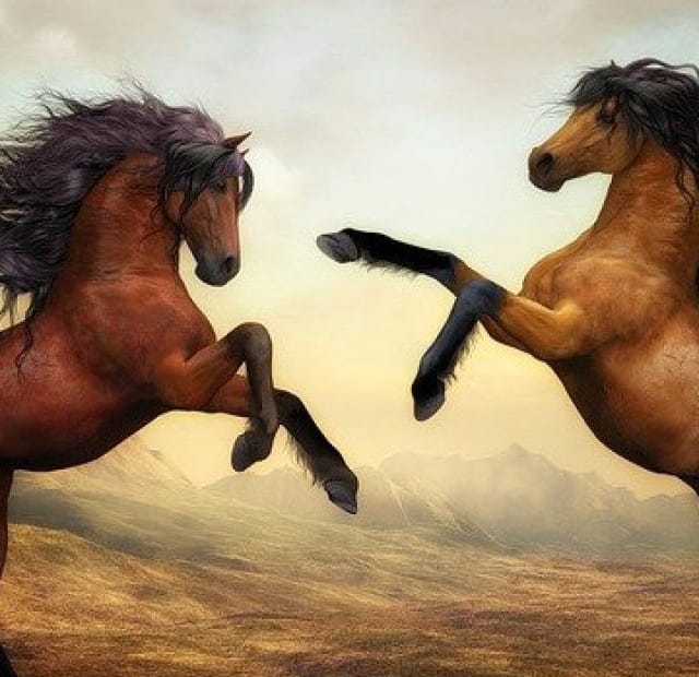 Conheça incríveis raças de cavalo espalhadas pelo planeta