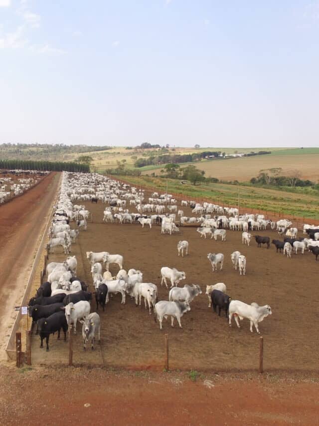O impacto das rotinas no confinamento de gado de corte