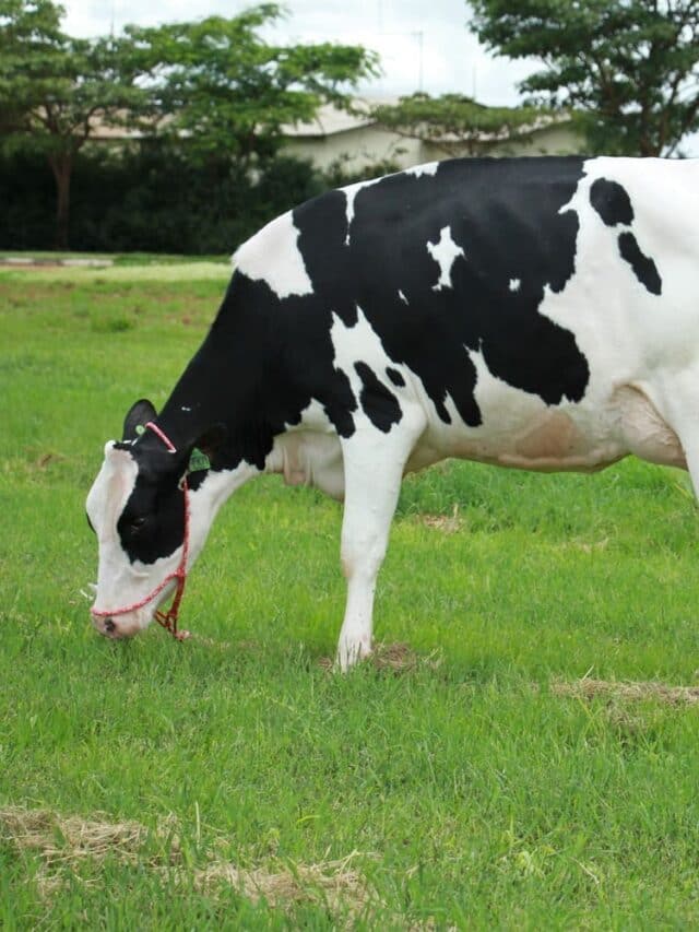 Retenção de placenta em vacas leiteiras: que ações tomar?