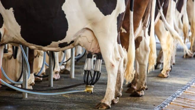 "Tempestade perfeita" ameaça falência de produtores no setor do leite