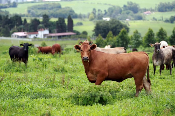Aumento da oferta no País interfere no preço do boi gordo no Paraná, aponta boletim