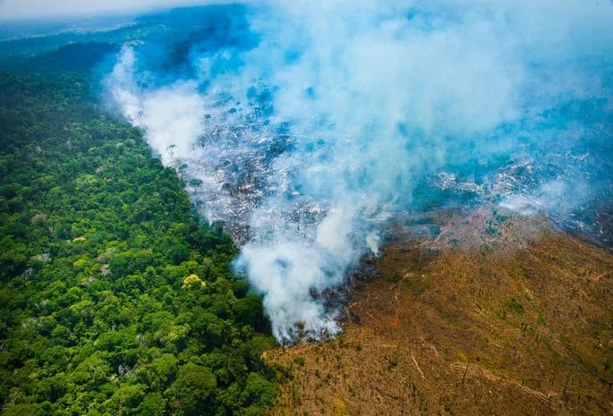 Mombak compra pastagens degradadas na Amazônia as refloresta e vende os créditos