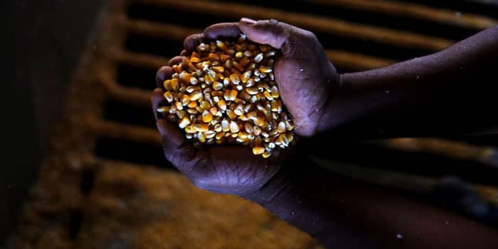 Compras de sementes para milho safrinha 2024 estão 42 pontos percentuais atrasadas
