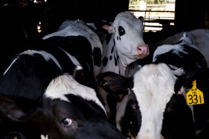 EUA exigem testes de gripe aviária para gado leiteiro que se desloca entre estados