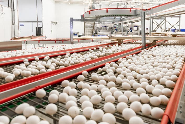 Exportações de ovos aumentam 150% no primeiro semestre