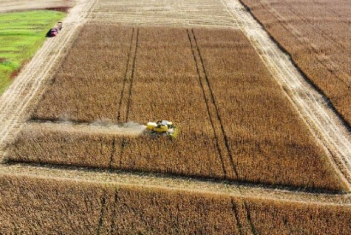 AGRO Colheita do milho safrinha chega a 50 da area