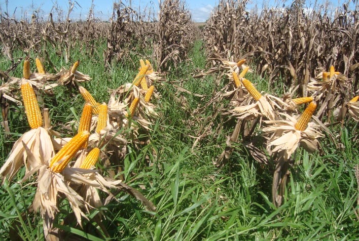 Inoculante reduz perdas de produtividade de milho consorciado com Brachiaria