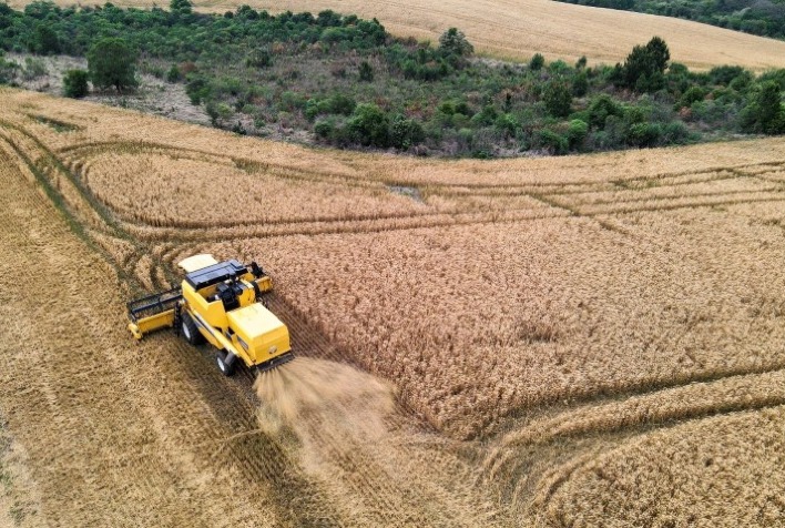 CONJUNTURA AGROPECUÁRIA: Com safra recorde de trigo, Paraná mantém ritmo de venda aos mercados interno e externo
