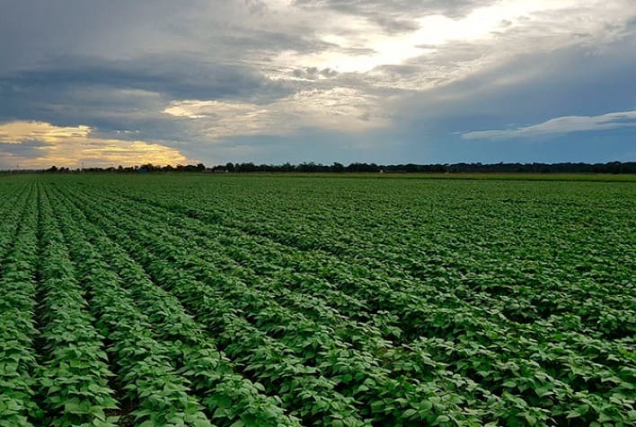 Monitoramento agrícola da Conab mostra que chuvas auxiliaram cultivos de feijão, milho e trigo