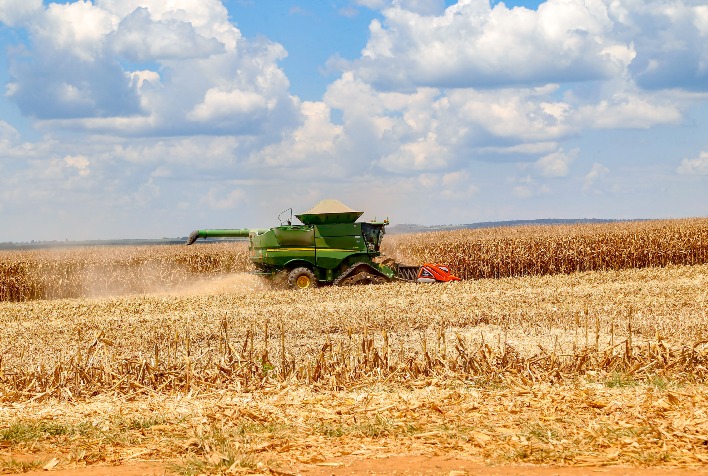 Colheita do milho 2ª safra começa no Paraná