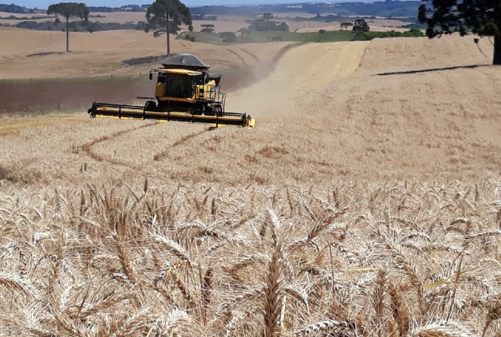 Colheita de trigo atinge 11 da area na regiao de