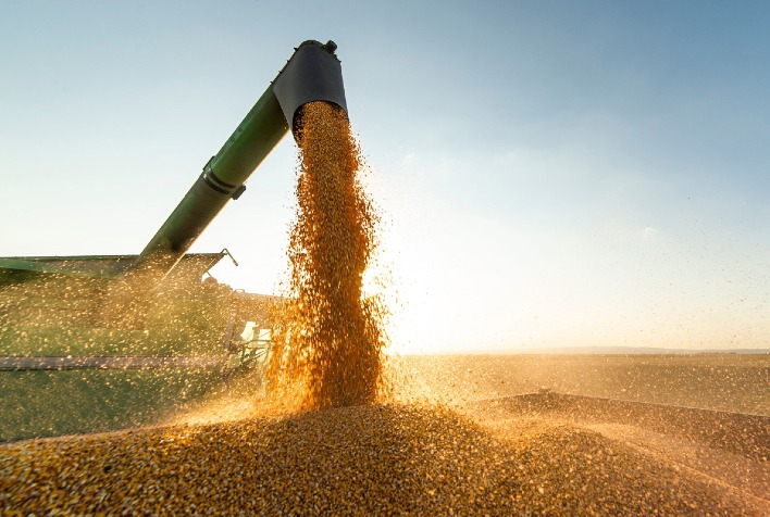 Mato Grosso amplia venda de milho para exterior e tendencia