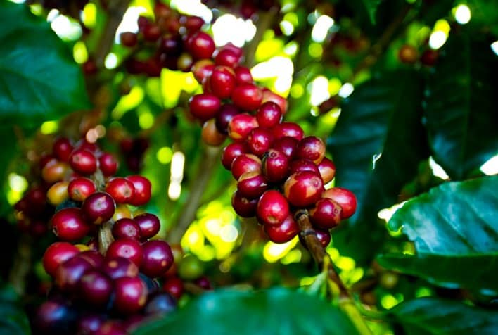 Campo Futuro levanta custos de producao de cafe no Espirito
