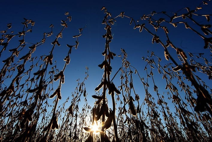Dourados MS espera cultivar 230 mil hectares de soja na