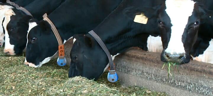 Inclusao de aditivos na dieta de vacas leiteiras