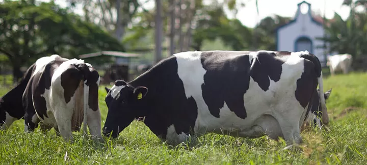 Vacas Leiteiras - Nutrição Animal - Agroceres Multimix período seco