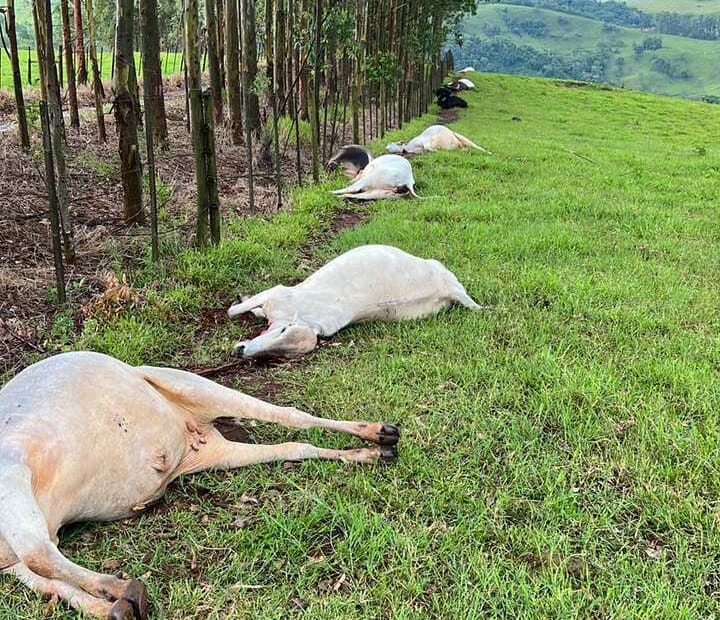 Raio mata dez vacas em propriedade do Paraná