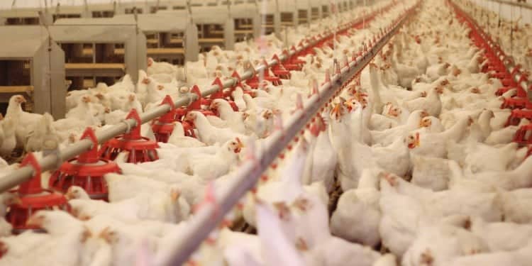 Economia brasileira pode sofrer prejuízos de R$ 21,7 bilhões em caso extremo de gripe aviária
