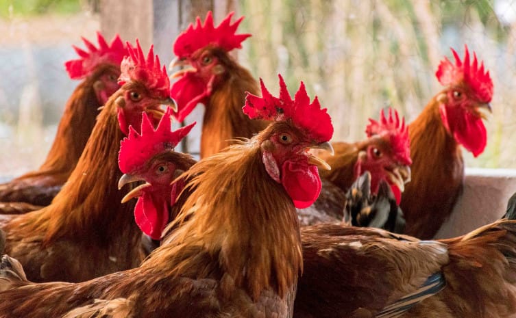 Estabelecimentos avícolas de pequena escala deverão se cadastrar na Agência de Defesa Agropecuária