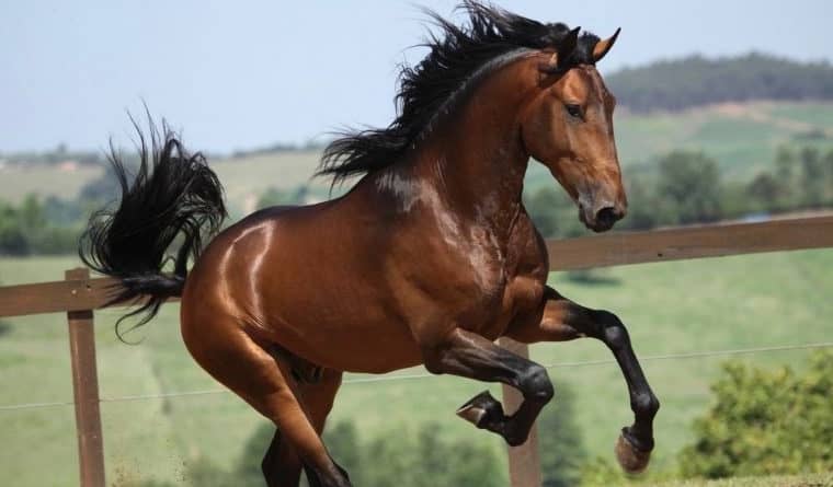 Redondo: Município vai criar Centro de Promoção e Valorização do Cavalo Lusitano na Serra D'Ossa