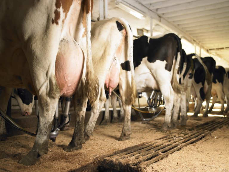 Comissão discute impactos da importação de leite na produção nacional - Dourados Agora