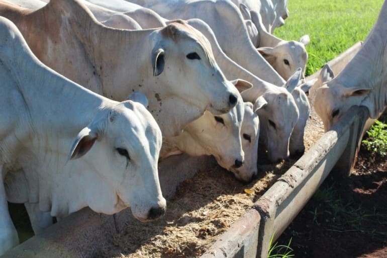 Suplementação a pasto do gado de corte: melhore o desempenho