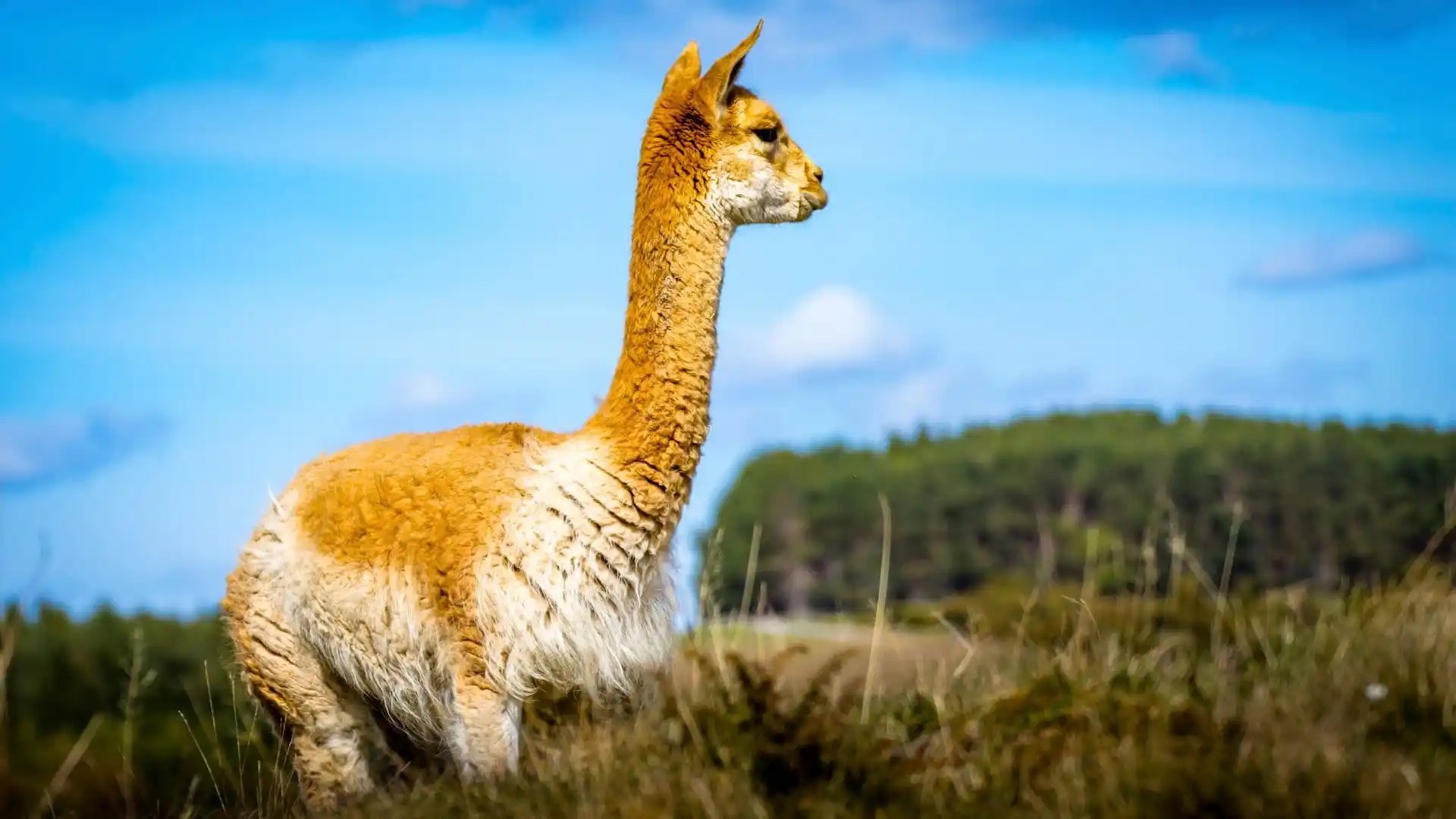 Vicunha, o animal sul-americano com a lã mais cara do mundo