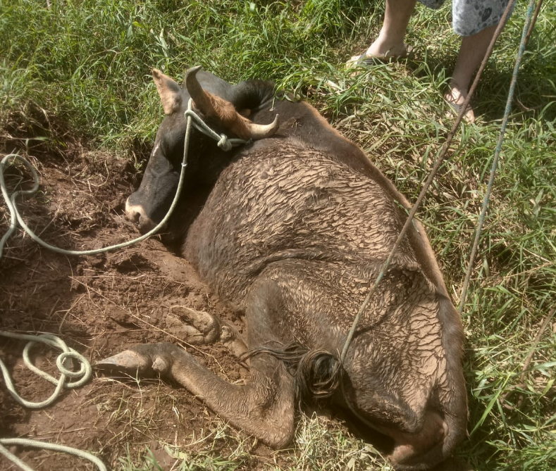 Criminosos tentam matar vaca leiteira e acabam deixando animal sem movimentos em Igrejinha – Rádio Taquara FM 105.9