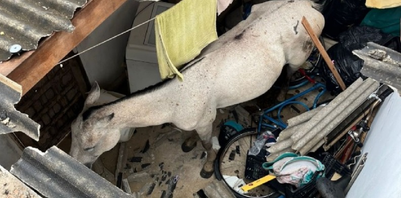 Cavalo cai em cima de residência em região de Ruy Barbosa; animal foi retirado do local sem ferimentos graves – Jornal da Chapada