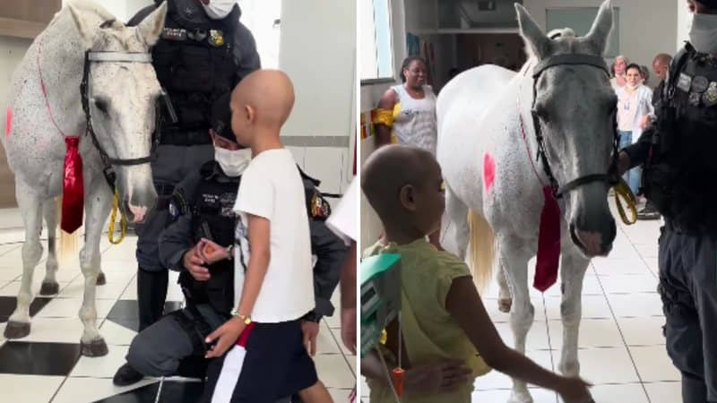Bnews · Crianças em tratamento contra câncer rebem visita de cavalo; assista