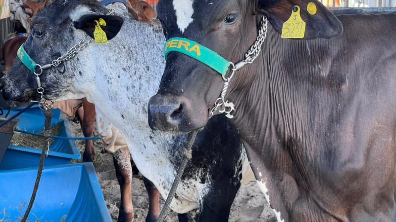 Expoagro-AL começa a receber animais no Parque da Pecuária em Maceió