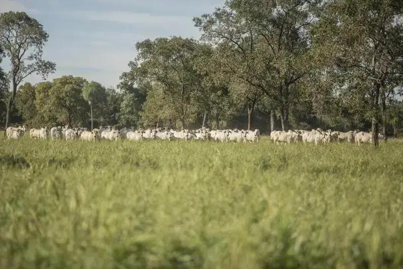 Produtividade de Pastagens: 5 Estratégias para Melhorar o Manejo do Pasto e Aumentar o Ganho de Peso Vivo