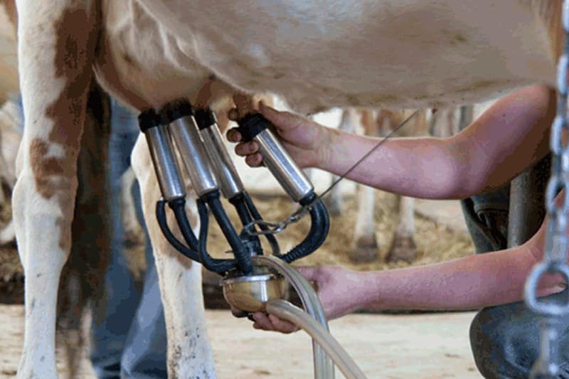 Governo aprova urgencia para incentivar pecuaria leiteira