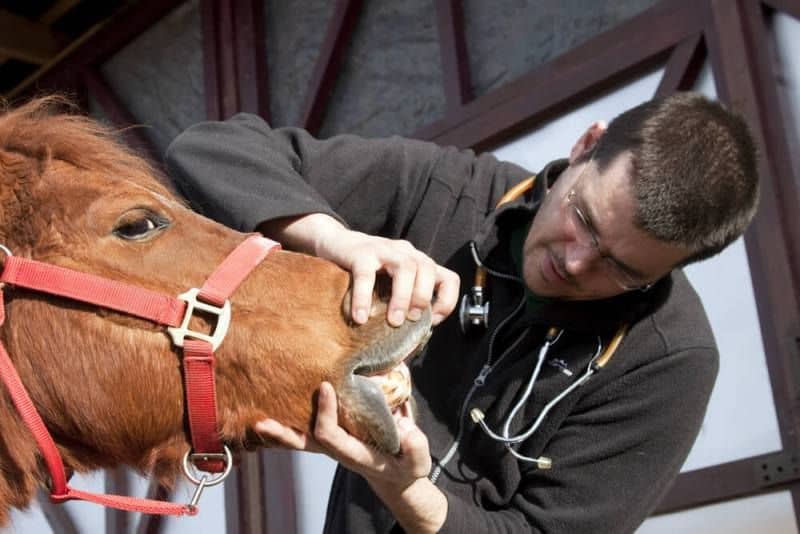 Dentição dos cavalos pode ajudar na estimativa da idade