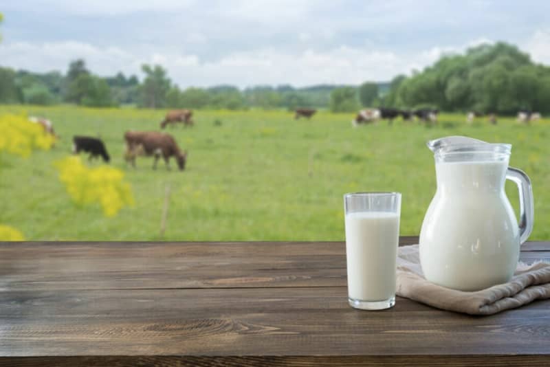 Produzir-leite-sem-emitir-carbono-e-a-meta-de-pecuaristas-brasileiros